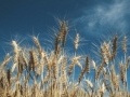 Argomenti: I prezzi agricoli segnano -2,3% a marzo  - Rispetto a marzo 2011, Ismea rileva variazioni negative del 12% per i cereali e del 13% per la frutta