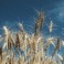 I prezzi agricoli segnano -2,3% a marzo 