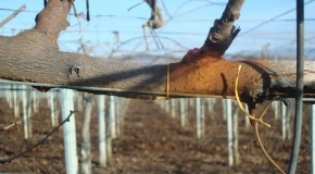 La batteriosi del kiwi al centro del convegno nazionale Cra...