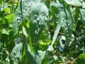 La batteriosi dell'actinidia ...