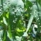 La batteriosi dell'actinidia 