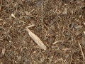 : Le biomasse: una risorsa energetica rinnovabile e programmabile -   Milano, 29 maggio 2012
