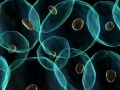 News: Nasce L'enciclopedia molecolare del cancro - Consentira' abbinamenti genetici a terapie oncologiche e cure personalizzate piu' mirate