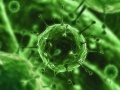 News: Influenza: un passo in piu' verso gli antivirali universali - La scoperta di un team di ricerca italiano apre la strada a una serie di farmaci capaci di colpire i legami tra le proteine che riproducono il virus