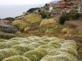 Catasto: Imu: le associazioni chiedono la proroga sul pagamento al 15 dicembre - Da Coldiretti, Cia, Confagricoltura e Copagri anche la richiesta dell'esenzione per i comuni montani; soddisfazione per il limite al gettito