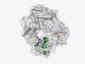 scienza: Nasce l'Xna, il Dna artificiale -   Primo esempio di codice genetico sintetico riconosciuto dai sistemi viventi