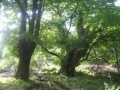 ambiente: Foreste: Italia vicina agli obiettivi del Protocollo di Kyoto -   Nell'inventario annuale del Corpo Forestale l'aumento del patrimonio boschivo italiano