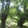 Foreste: Italia vicina agli obiettivi del Protocollo di Kyoto