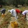 Le imprese agricole sono sempre piu' in crisi