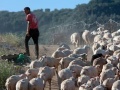 News: Il futuro della pastorizia e' nei giovani - Secondo la Coldiretti in tremila si sono messi alla guida di un gregge: un atto di responsabilita' per una professione che rischia di scomparire