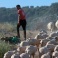 Il futuro della pastorizia e' nei giovani