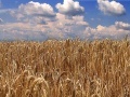 Ambiente: Enea e Cra collaborano per l'efficienza energetica dell'agroalimentare  - Progetti comuni, ricerca e iniziative per dare impulso alle biomasse nell'accordo appena firmato