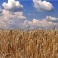 Enea e Cra collaborano per l'efficienza energetica dell'agroalimentare 