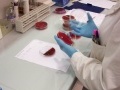 News: Cervelli in fuga: dal Besta di Milano al Medical Research Council di Cambridge - Il ricercatore Massimo Zeviani alla guida del Mitochondrial Biology Unit dopo il Nobel Walker