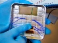 tecnologia: Generare corrente elettrica con i virus -   Ci e' riuscito un team di ricerca di Berkeley, sfruttando il meccanismo della piezoelettricita' scoperto in virus innocui all'uomo
