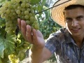News: Le giovani imprese agricole italiane crescono il triplo con meta' credito - Per il 40%, il fatturato dell'ultimo anno e' aumentato. La burocrazia e' un ostacolo per il 36% 